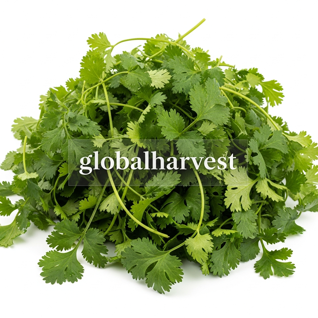 coriander